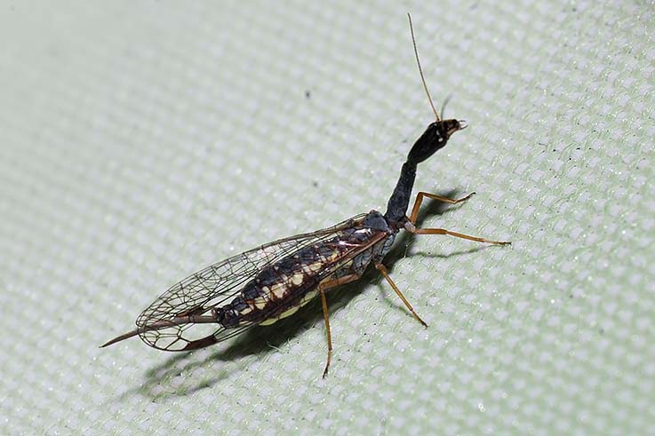 Venustoraphidia nigricollis ( ? )